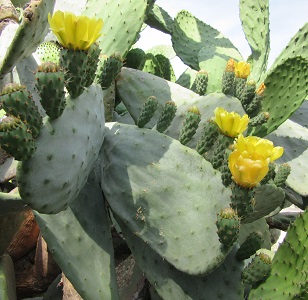 Flor chumbo